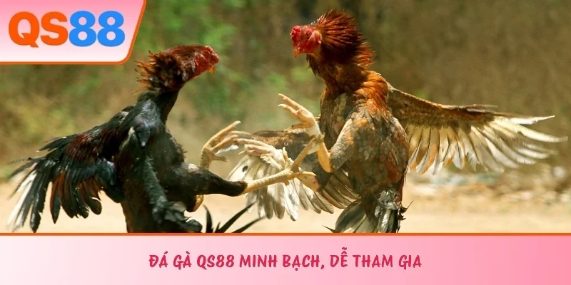 Đá gà QS88 minh bạch, dễ tham gia